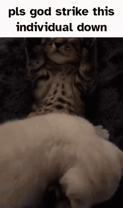 Cat Laying On White Dog Saying Pls God Strike This Individual Down GIF