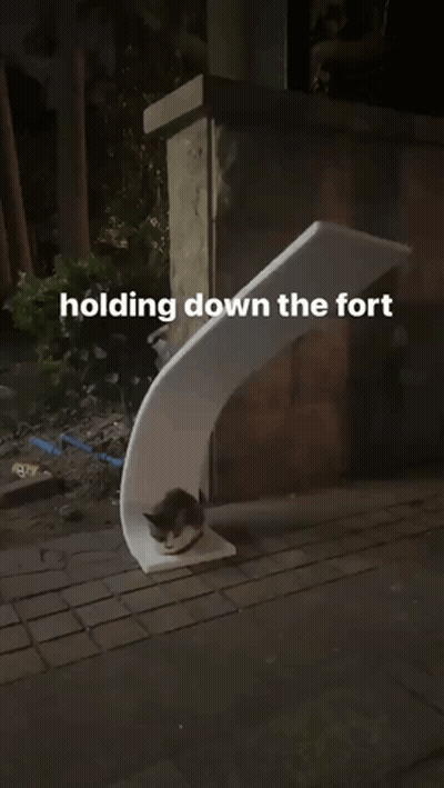 Cat Laying On White Sculpture Holding Down The Fort GIF