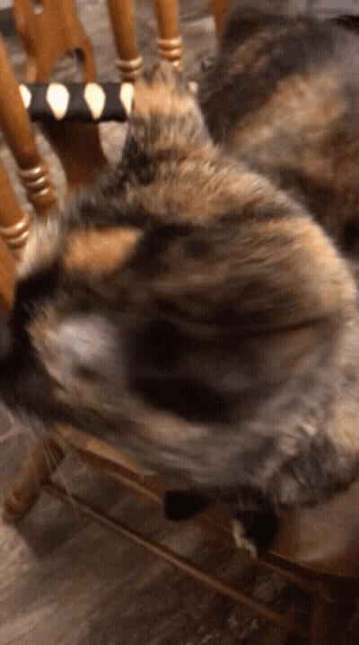 Cat Laying On Wooden Chair With Striped Cushion GIF