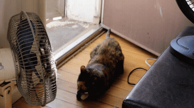 Cat Laying On Wooden Floor Next To Fan With Blue Stripe GIF