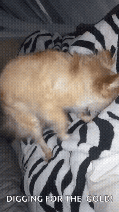 Cat Laying On Zebra Print Blanket GIF