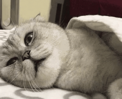 Cat Laying Under Blanket Eyes Closed GIF