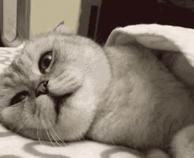 Cat Laying Under Blanket Eyes Closed GIF