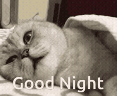 Cat Laying Under Blanket Good Night GIF