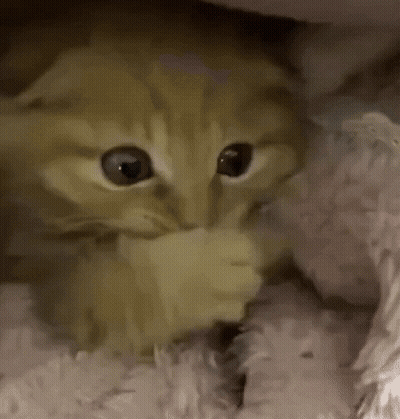 Cat Laying Under Blanket On Bed GIF