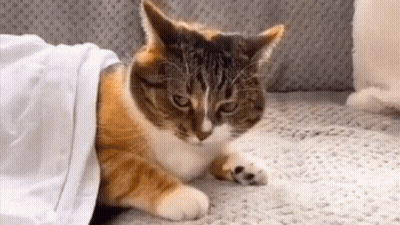 Cat Laying Under Blanket On Couch GIF
