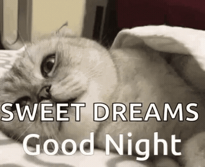 Cat Laying Under Sweet Dreams Blanket GIF