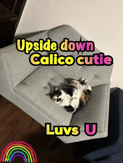 Cat Laying Upside Down Calico Cutie Luvs U GIF