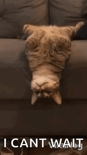 Cat Laying Upside Down On Couch Saying I Can't Wait GIF