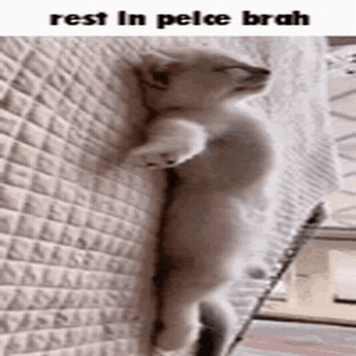 Cat Leaning Against Brick Wall With Legs Crossed GIF
