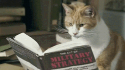 Cat Learning Military Strategy Meme GIF