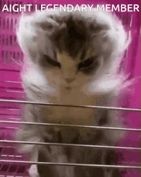 Cat Legendary Member GIF