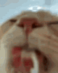 Cat Lick Drinking Water  GIF