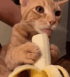Cat Licking A Banana GIF