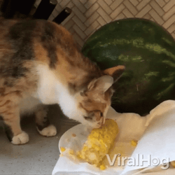 Cat Licking A Corn GIF