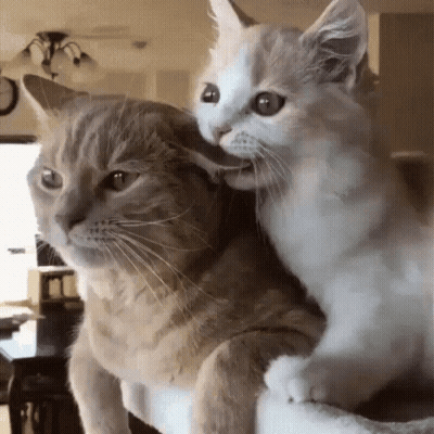 Cat Licking Another Cat's Ear GIF