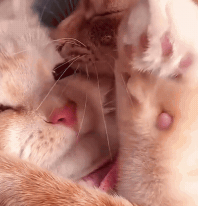 Cat Licking Another Cat's Nose Close-Up GIF