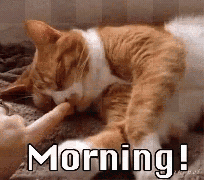 Cat Licking Another Cat's Paw On Carpet GIF