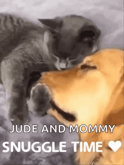 Cat Licking Dog Nose Jude And Mommy Snuggle Time GIF