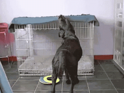Cat Licking Dog's Nose Jude And Mommy Snuggle Time GIF