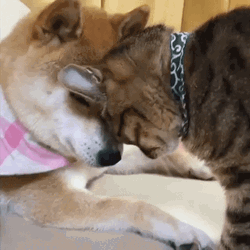 Cat Licking Doge  GIF