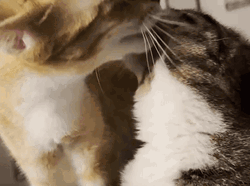 Cat Licking Each Other GIF