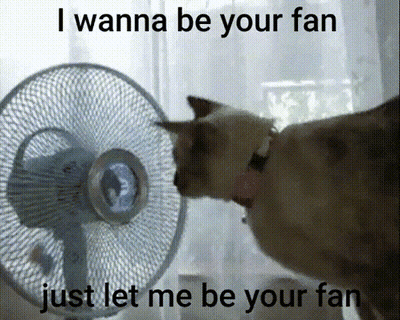 Cat Licking Fan I Wanna Be Your Fan GIF