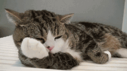 Cat Licking Fur GIF