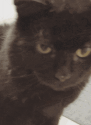Cat Licking Its Mouth GIF