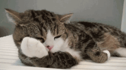 Cat Licking Its Own Hand GIF