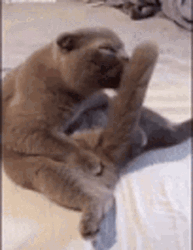 Cat Licking Its Tail GIF