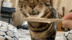 Cat Licking Leftover Whipped Cream GIF