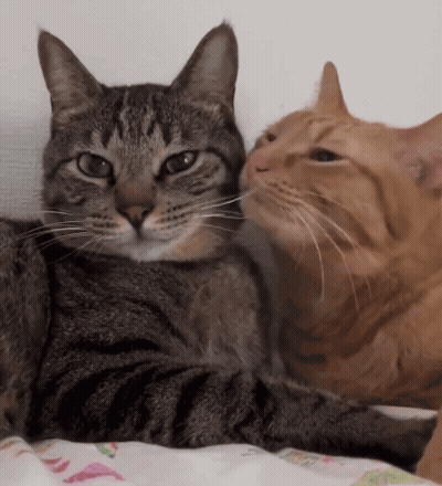 Cat Licking Other's Nose GIF