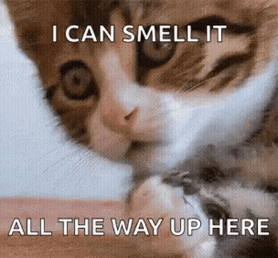 Cat Licking Paw I Can Smell It All The Way Up Here GIF