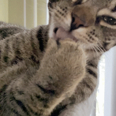 Cat Licking Paw With Tongue Out GIF