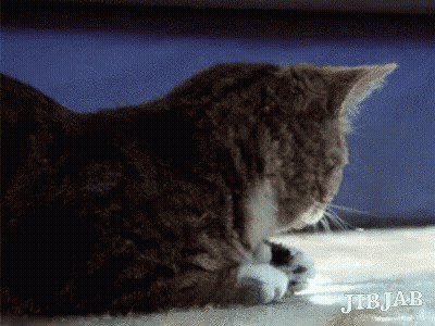 Cat Licking Paws GIF
