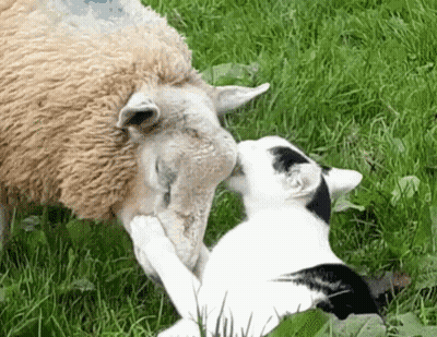 Cat Licking Sheep's Nose In Field GIF