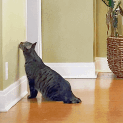 Cat Licking The Wall GIF