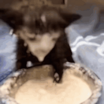 Cat Licking Yogurt Bowl GIF