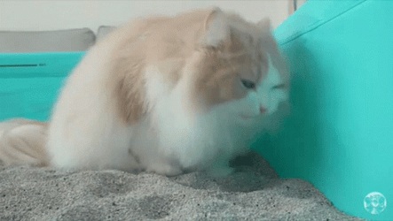 Cat Licking Yuck GIF