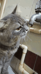 Cat Licks Water Tongue Sticking Out GIF