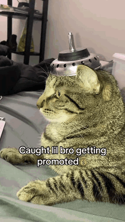 Cat Lil Bro Getting Promoted  GIF