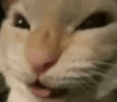 Cat Looking At Camera GIF