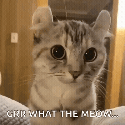 Cat Looking At Camera Grr What The Meow GIF
