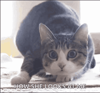 Cat Looking At Camera How She Looks At Me GIF