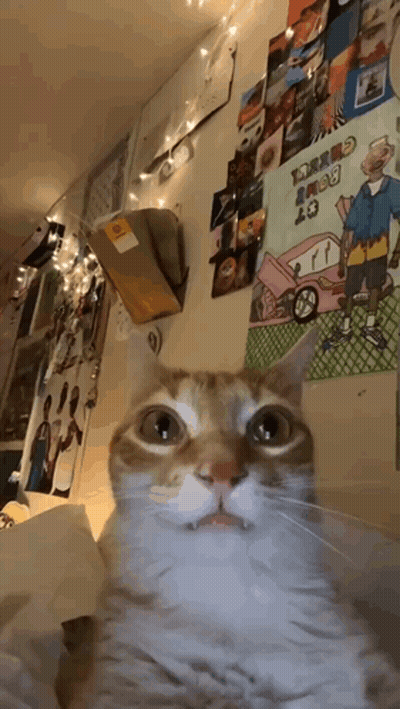 Cat Looking At Camera In Front Of Drake Dash 19 Poster GIF