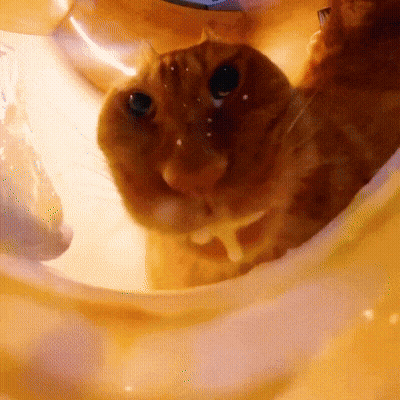 Cat Looking At Camera On Yellow Background GIF