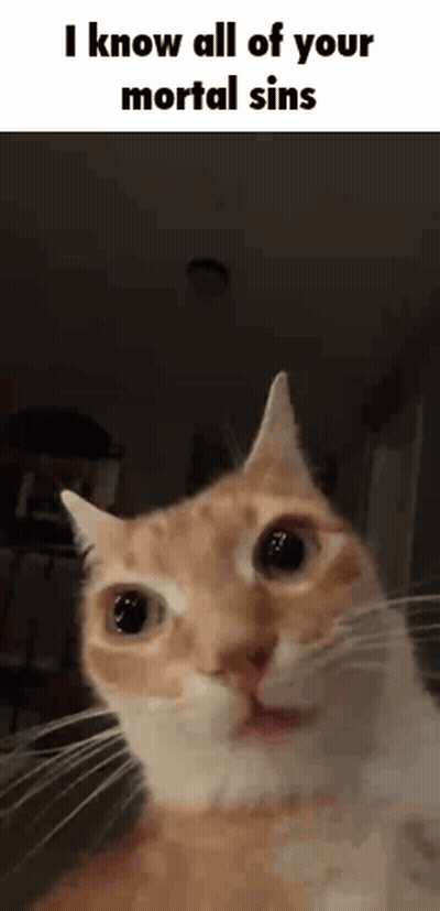 Cat Looking At Camera Says I Know All Of Your Mortal Sins GIF