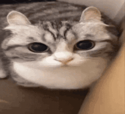 Cat Looking At Camera With Big Eyes GIF