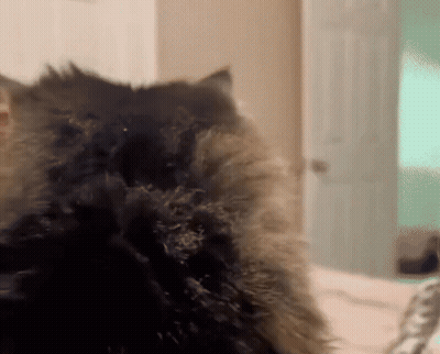 Cat Looking At Camera With Door In Background GIF